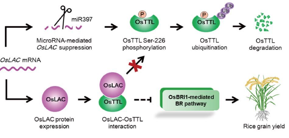 A transthyretin-like protein acts downstream of miR397 and LACCASE to regulate grain yield in rice (Yang Yu, Rui-Rui He, Lu Yang, Yan-Zhao Feng, Jiao Xue, Qing Liu, Yan-Fei Zhou, Meng-Qi Lei, Yu-Chan Zhang, Jian-Ping Lian, Yue-Qin Chen) buff.ly/3K0Bzir @ASPB #PlantSci