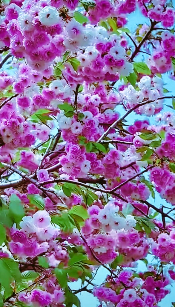 <a href="/ivy_japamala/">Ivy Japamala</a> <a href="/HECTORBIENVENID/">MOTIVATOR☯</a> <a href="/pelisoro/">Baba Je🦅🧙‍♀️🌌😎</a> <a href="/zekeriyaselvan/">Zekeriya🇹🇷Follow 93%👍bismillahir rahmanirrahim❤</a> <a href="/MistressTepco/">꧁スカーレット緋色꧂36K🦩</a> <a href="/GinaJardines/">Cleopatra</a> <a href="/Leah2477/">Leah</a> <a href="/frydlant1913/">ZERO point ● citations of the world</a> <a href="/25_A_25_b/">ابوداعس</a> @IcelaLaureano <a href="/1redroc/">Redrock</a> <a href="/fryld/">Fryl dnc</a> <a href="/RSD_Rei/">🖤𝔹_ℝ𝔼𝕀🖤</a> <a href="/papiko7890/">ぱぴこ❤</a> <a href="/UKopr8r/">Pamela Gouge</a> <a href="/Eileen77777/">Eileen🤍🕊️</a> <a href="/yachang7777/">yasu</a> <a href="/aeljosha/">alexander aeljosha-romanov</a> <a href="/4523165Q8g7/">りか👑💕</a> <a href="/FLOWI112/">😊 𝙁𝙇𝙊𝙒 🅰️ 🇩🇪 #𝗳𝗹𝗼𝘄_𝗯𝗹 🅰️😁 SUSI</a> <a href="/____Bianka____/">Bianka</a> <a href="/CG0054/">Sushila Netam</a> <a href="/Ponnu_Ash/">Ashwini</a> <a href="/75__mah/">M Rosé 🌹</a> <a href="/IvyShakti/">shakti</a> <a href="/DeuxClown/">Spécialiste des photos de vacances</a> <a href="/Luisa1E/">Luisa Elena 🌹Luisa🌷</a> <a href="/karano_KE/">🌬️💨 karano 🌪️❄️</a> <a href="/zahrat_lotas/">❤️S.zahra❤️</a> <a href="/LOVEKISSNOW009/">LOVE 🍒 TREE</a> <a href="/Alaayous3/">alaa amy</a> <a href="/tadayokun73/">🍃🌛EzDo.ONE🚩🍃 ◽◻⬜￤￤🌺</a> <a href="/kn_jui/">Bakht Zada🇵🇰f💯</a> @aydin_huds72899 <a href="/CatrionaHunter3/">百家乐乐鱼体育开云体育六合彩九游体育棋牌真人电子电竞彩票华体会爱游戏德州扑克捕鱼博彩亚博体育世界杯</a> <a href="/Lovessiyaa343/">🕊🌹L♥VE_SIYA🌹🕊</a> <a href="/75suhair/">_. suhair Al_jumaili</a> <a href="/akadlml/">حل إختبارات بحوث تخرج مشاريع تخرج بوربوينت برمجة</a> <a href="/alshlal_n/">N abdalaziz alshlal😘😘</a> <a href="/ashaannabelle63/">Annabelle</a> @8BVVB8 <a href="/ABS20762910/">singh🌿🍁🌺</a> @jdontom <a href="/r95731/">💓 s a R a v 💓 🇮🇳मेरा भारत महान🇮🇳 🥰100 K+🥰</a> 👁️🦕🥀🥀🦕👁️♓👁️🦕🥀🥀🦕👁️