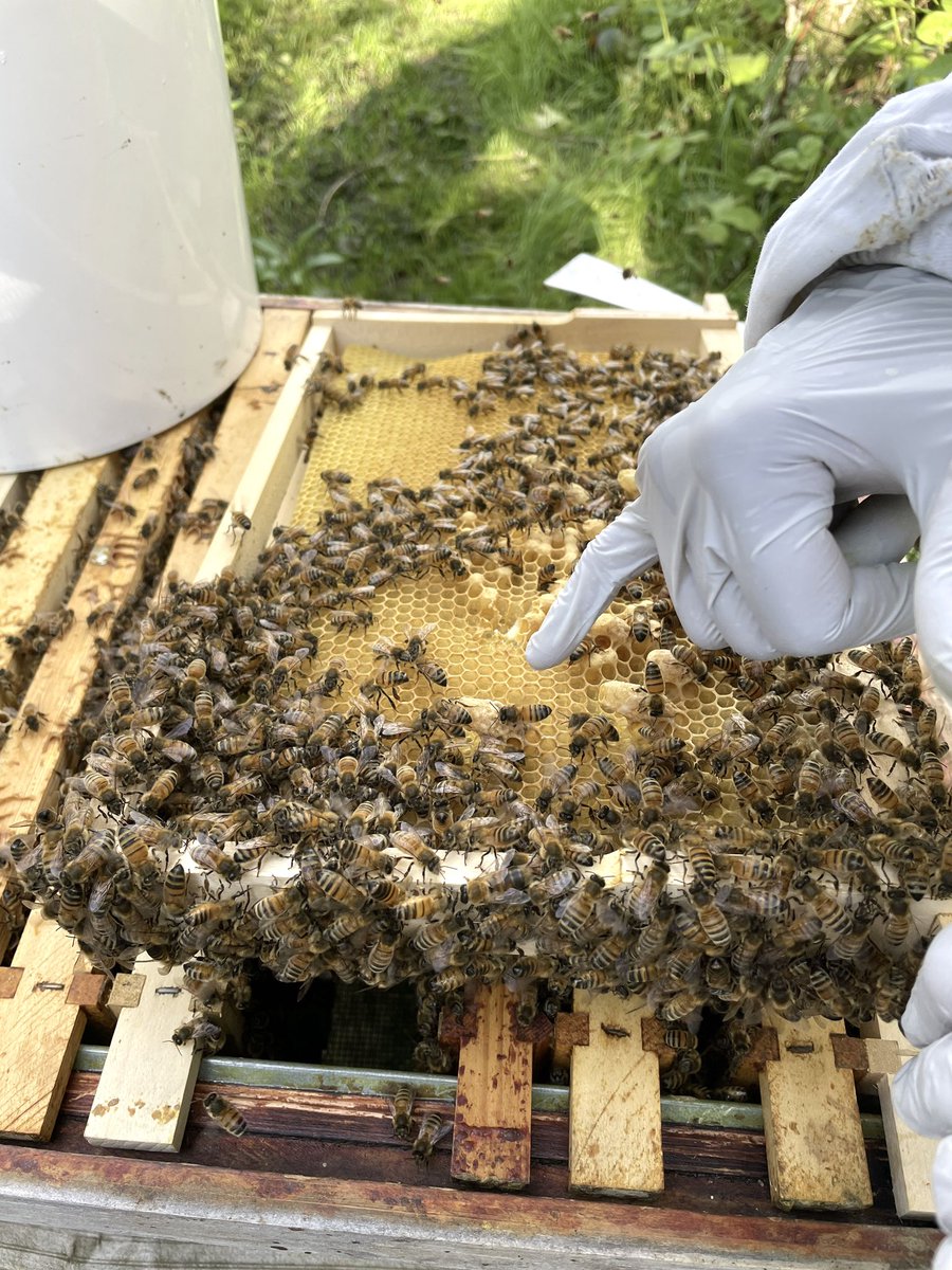 Our #BeeClub has been buzzing with activity this spring. 🐝We have 2 colonies and have joined the #BeeKeeping Association. Huge thanks to our beekeeper, Salma.  🐝Interested in joining the Bee Club? See Ms Rivers (D&T) #wearewoodbridge #bees #Beekeeper