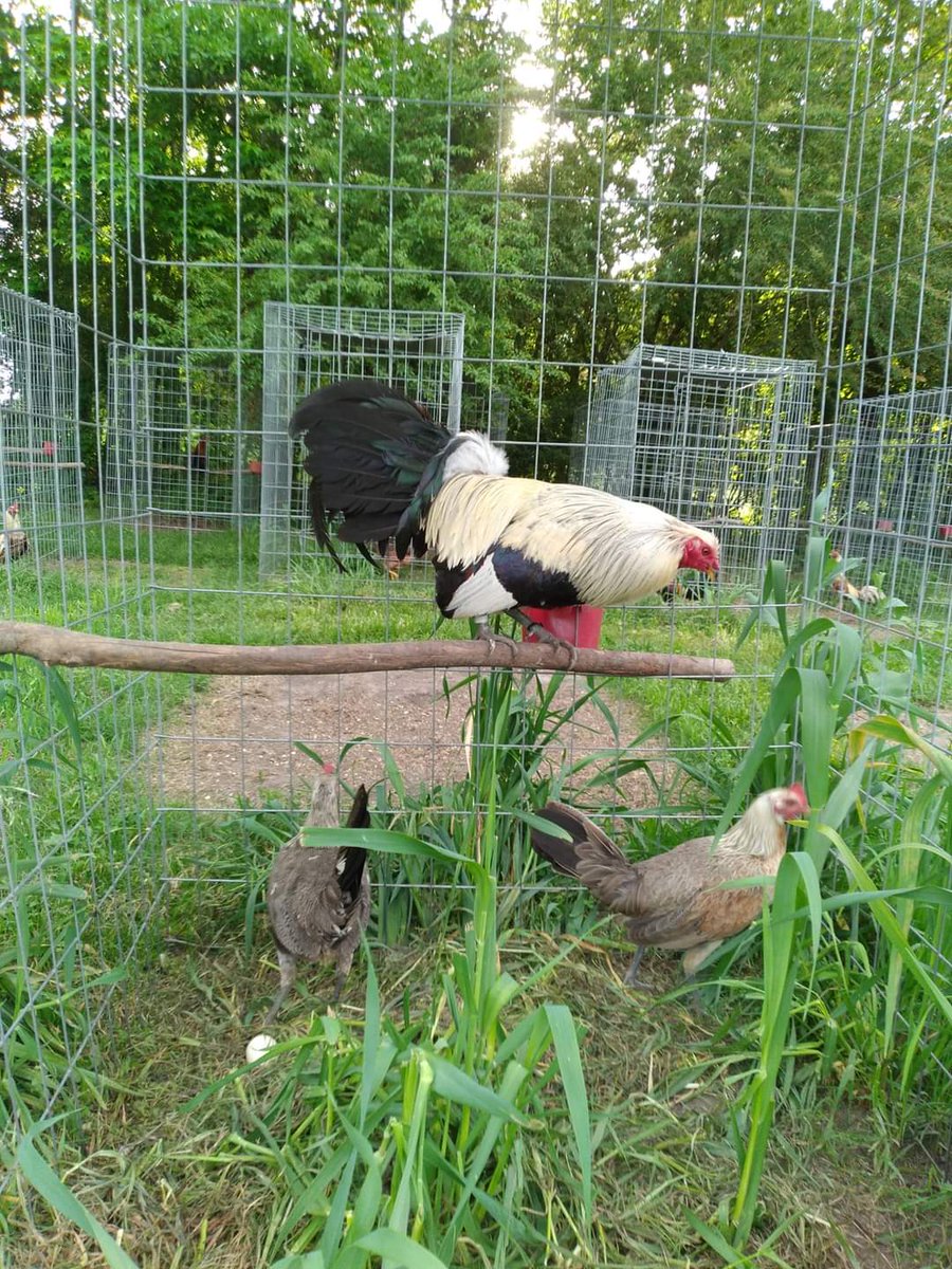ayamphilipin's tweet photo. Beautiful Bennets Grey Sylvester Hatch CW FARM GAMEFOWL ππ―πΊπΈ
FULL VIDEO πππβΌοΈ
https://t.co/a3NJJ4zjfl
#gamefarm #gamefowl #rooster #manok #rooster #ayam #traiga #chicken #chickenfarm #sabong #sabongero #gallos #gallosdepelea #rancho #criadero https://t.co/NB5GXLfE4r