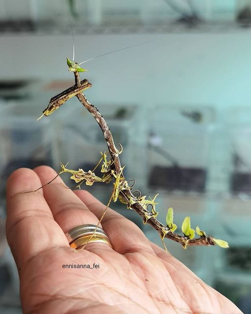 #NoDesign🙄 Dragon mantis. 📸 IG: ennisanna_fei