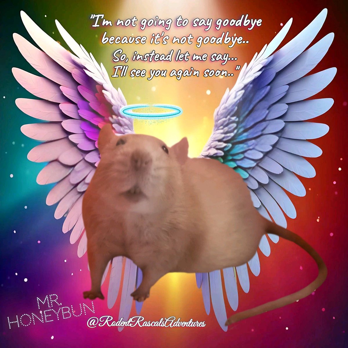 🌈🐁🪽 #LoveLivesForever We will never say goodbye because we know it's not goodbye... We will meet again!! So, we say.. We'll see you soon friend... #petrat #petloss #ratlove #ratlife #ratlover #petlovers #fancyrat #cuterat #ourangel #pet ❤️🐹🐽🐀💻⬇️ #RodentRascalsAdventures