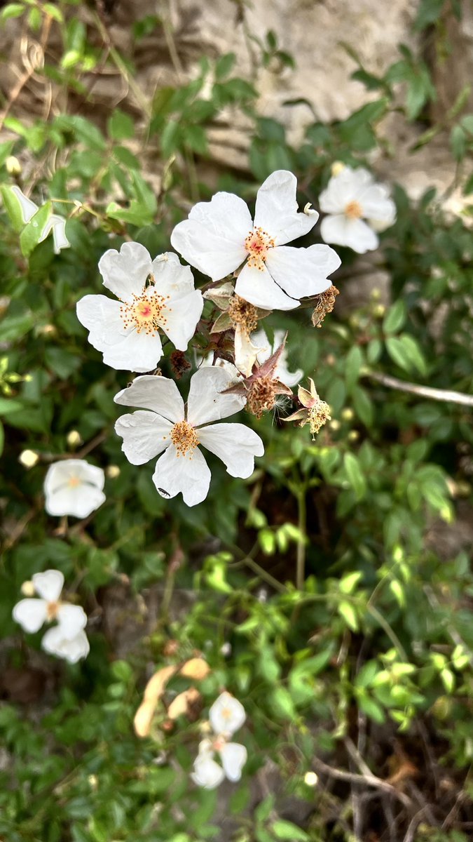 #MoreThanWeeds Rosa sempervirens in Korčula Croatia