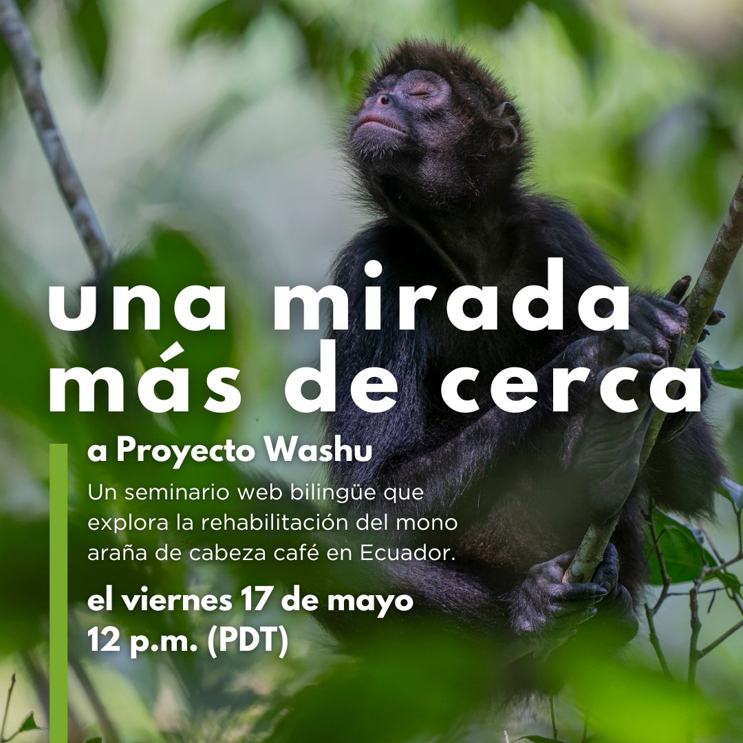 Join us Fri. May 17 at 12PM (PDT) for our first BILINGUAL Spanish/English Closer Look into the work of Proyecto Washu in rehabilitating brown-headed spider monkeys in Ecuador! @proyectotiti will be joining us to host. Sign up below! 📸Jaime Culebras hubs.ly/Q02w_4rm0