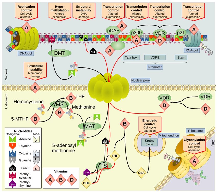 Overview of the impact of vitamins A, B complex, and D on the cellular biochemistry. #vitamins