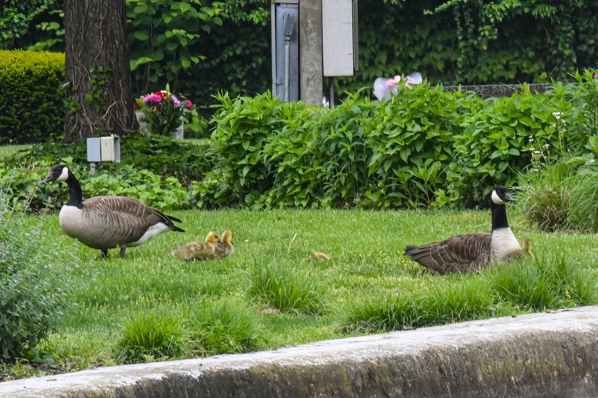 This made me smile, look what I saw this morning at Maple Grove Cemetery, Queens County! #canadagoose