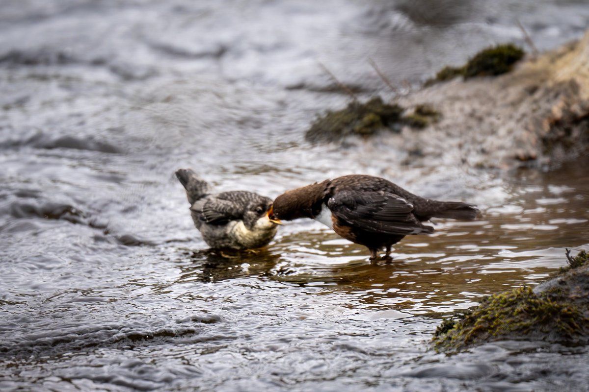 distedman's tweet photo. Dippers in the Spey #Grantown-on-Spey ⁦@HighlandNature⁩ ⁦@Natures_Voice⁩ ⁦@VisitScotland⁩ https://t.co/VGPwoV2OEw