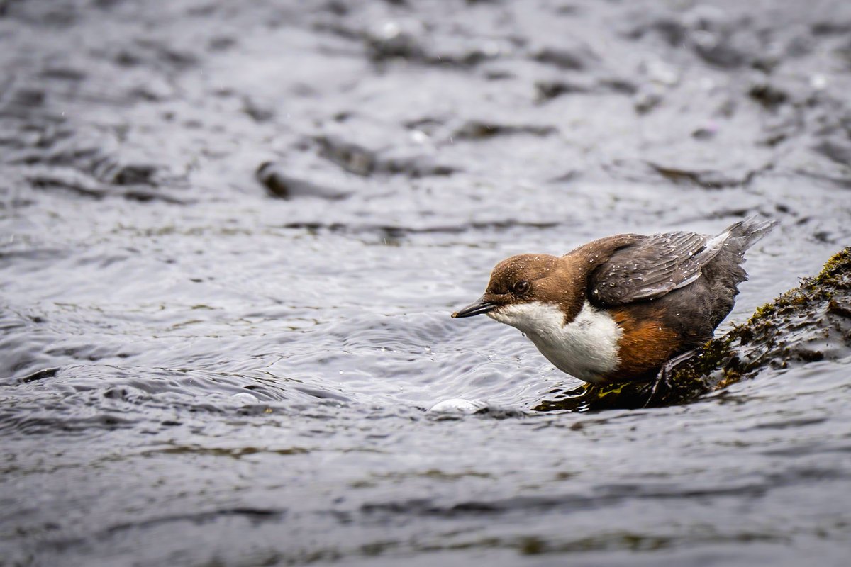 distedman's tweet photo. Dippers in the Spey #Grantown-on-Spey ⁦@HighlandNature⁩ ⁦@Natures_Voice⁩ ⁦@VisitScotland⁩ https://t.co/VGPwoV2OEw