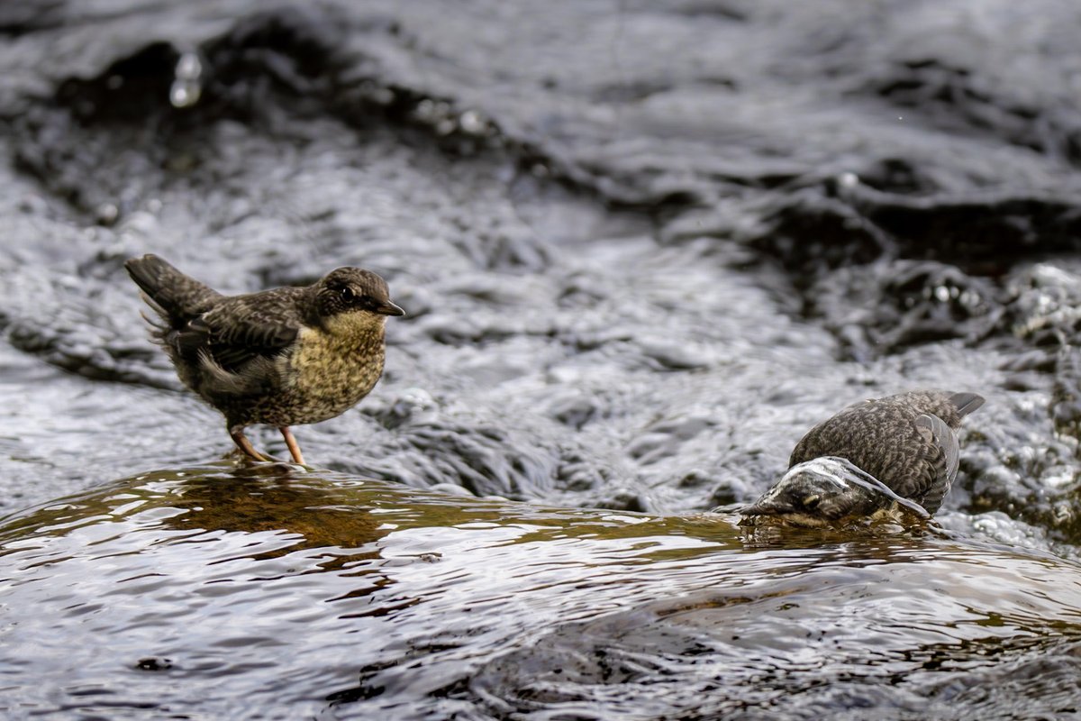 distedman's tweet photo. Dippers in the Spey #Grantown-on-Spey ⁦@HighlandNature⁩ ⁦@Natures_Voice⁩ ⁦@VisitScotland⁩ https://t.co/VGPwoV2OEw