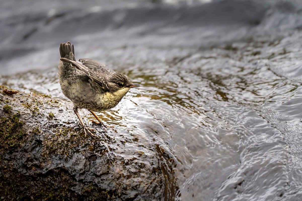distedman's tweet photo. Dippers in the Spey #Grantown-on-Spey ⁦@HighlandNature⁩ ⁦@Natures_Voice⁩ ⁦@VisitScotland⁩ https://t.co/VGPwoV2OEw