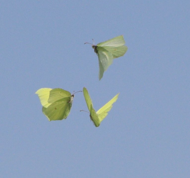 Managed to snap a picture of these 3 brimstones flying together yesterday @savebutterflies