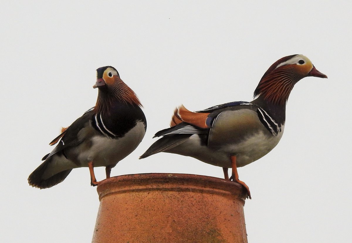 The Tango Twins are back! What must be the same 2 drake Mandarins that spent time on Barra in the summer of '22 have reappeared, splitting their time today between exploring the rooftops and chimneys of Nask and dining with their old Indian Runner Duck mates in Castlebay.