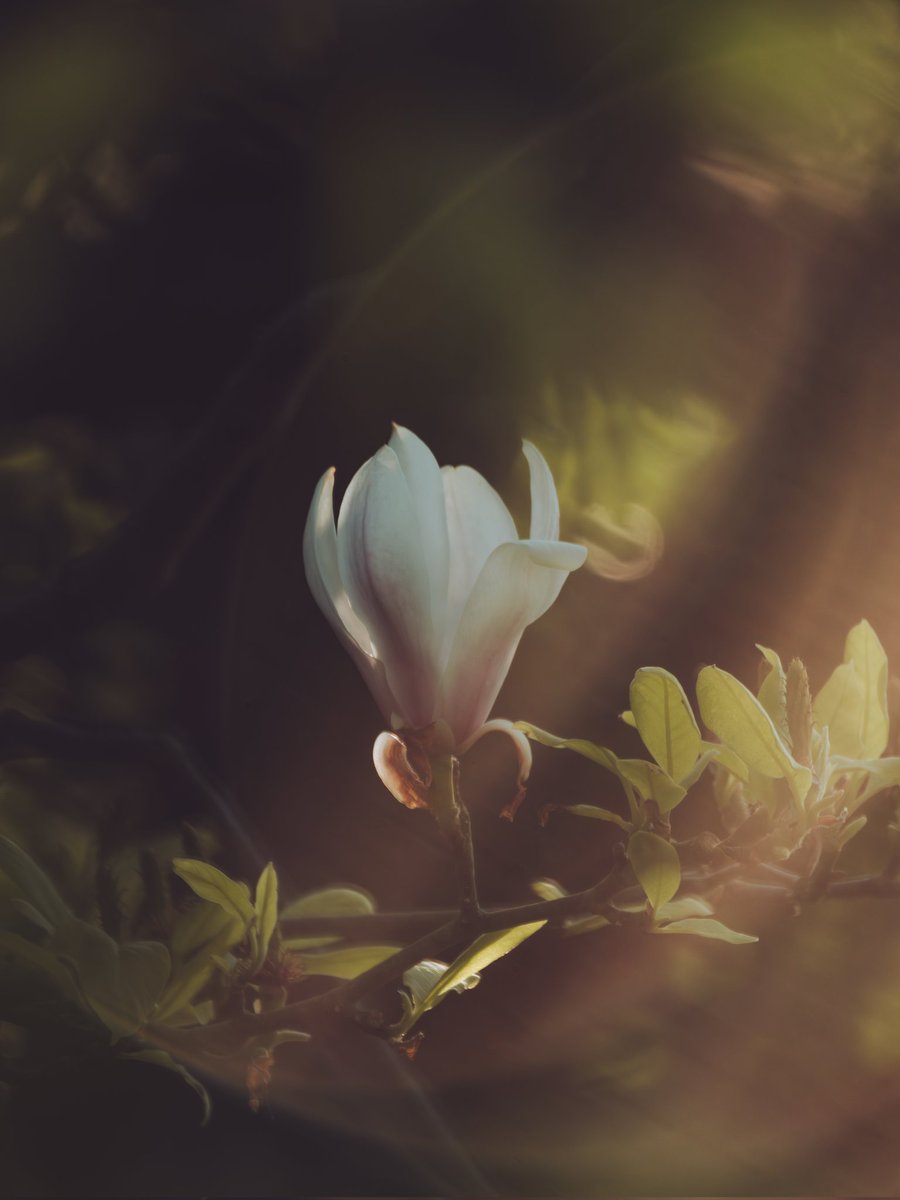Last of the Magnolia catching some morning rays.

OM1 + PL100-400

#FSPrintMonday #APPicOfTheWeek #Magnolia #FlowerPower #LensFlare #OMSystem