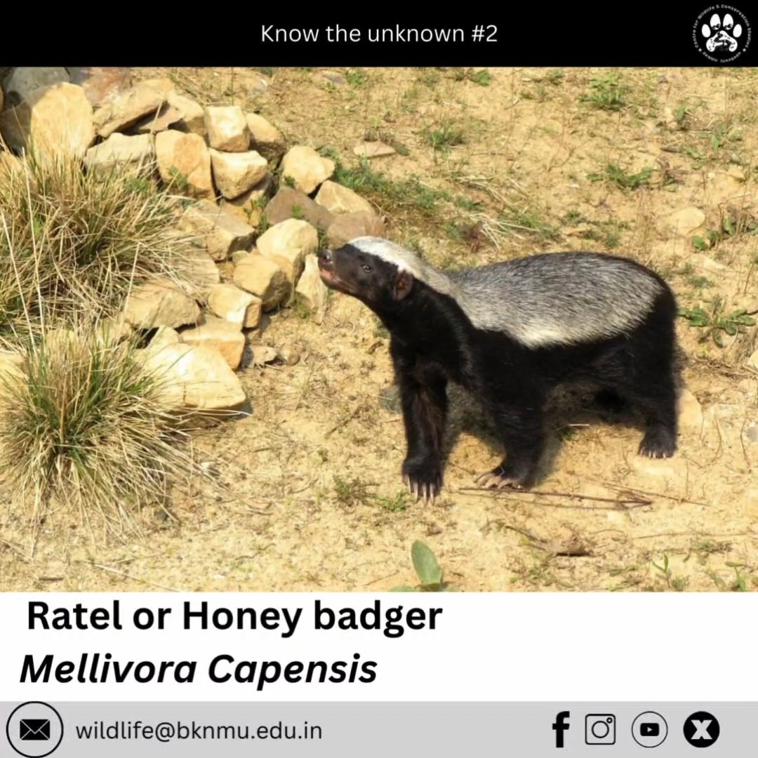cwcs_junagadh_'s tweet photo. The honey badger primarily feeds on meat and is known for its formidable defensive capabilities against other carnivores 🐾

#species #honeybadger #knowtheunknown #wildliferesearch #bknmu #junagadh #cwcs #ratel #nature #conservation #leastconcern #wildlifeeducation #wildlife https://t.co/E8AtCp9JPL