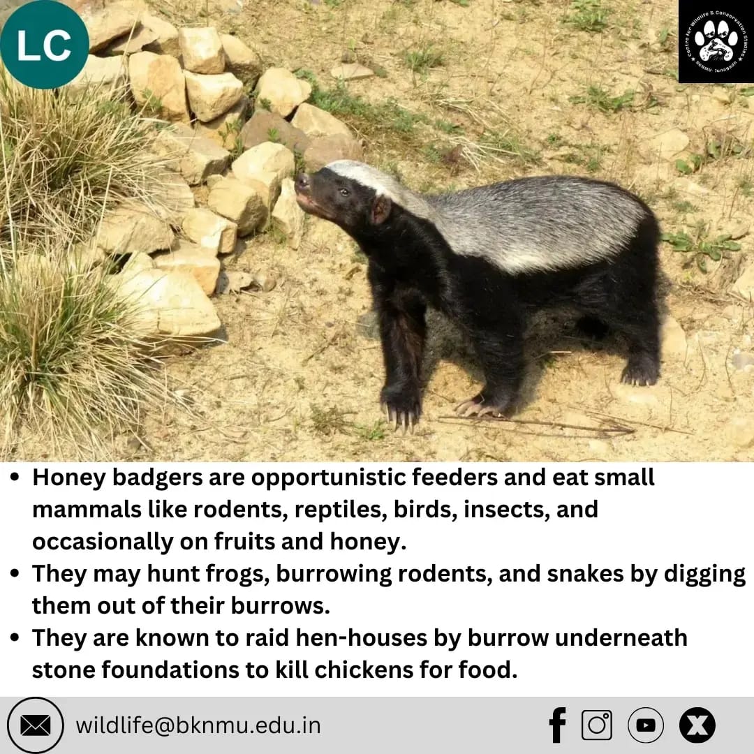 cwcs_junagadh_'s tweet photo. The honey badger primarily feeds on meat and is known for its formidable defensive capabilities against other carnivores 🐾

#species #honeybadger #knowtheunknown #wildliferesearch #bknmu #junagadh #cwcs #ratel #nature #conservation #leastconcern #wildlifeeducation #wildlife https://t.co/E8AtCp9JPL