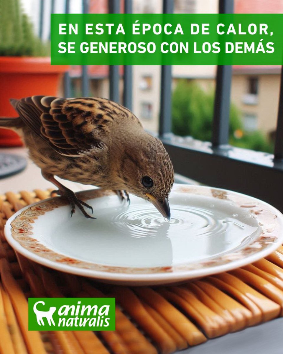 AnimaNat_Mexico's tweet photo. Todos estamos sufriendo las altas temperaturas de calor ☀️ 🌡🥵 

Piensa un momento en que ellos también  necesitan agua.
 🐕🐈🐿🐝🦗🐦‍⬛🐦

Se empático y generoso en ponerles un botecito o plato de agua 💧💧

Recuerda: A nadie se le niega el agua 😉 https://t.co/Q0hwybpbBe