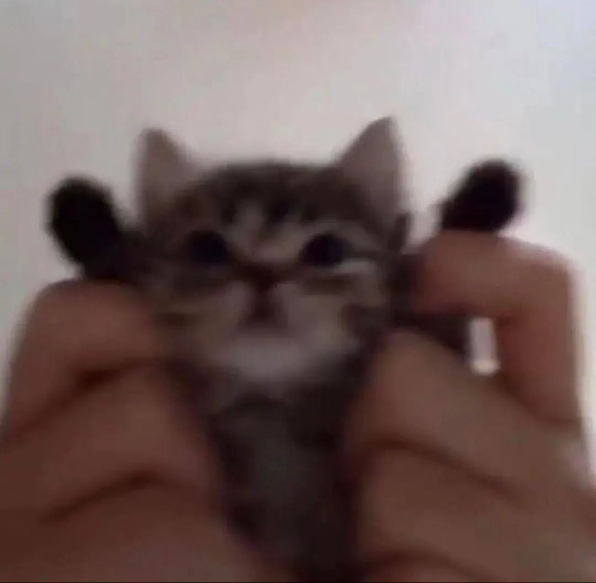PunchingCat's tweet photo. simba https://t.co/fS6yaNVLwg