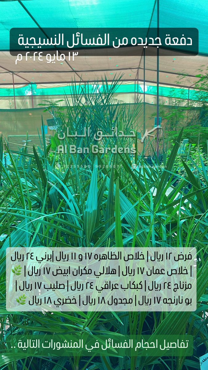 AlbanGarden's tweet photo. دفعة جديدة من :
 🌿*الفسائل النسيجية*🌿

فرض ١٢ ريال | خلاص الظاهره ١٧ ريال و ١١ ريال | برني ٢٤ ريال | خلاص عمان ١٧ | هلالي مكران ابيض ١٧ ريال | مزناج اصفر ٢٤ ريال | كبكاب عراقي ٢٤ ريال | صليب ١٧ ريال | بو نارنجه ١٧ ريال | مجدول ١٨ ريال | خضري ١٨ ريال
الاحجام في المنشورات التالية https://t.co/XhuhP12JYn