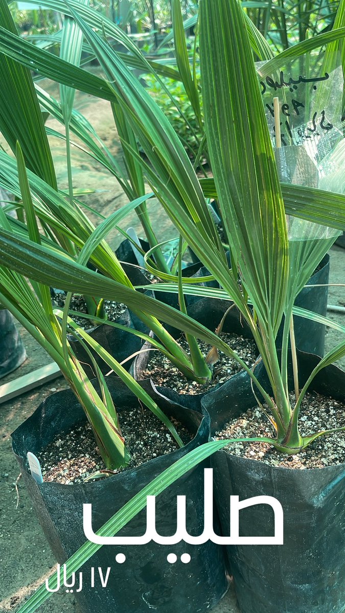 AlbanGarden's tweet photo. https://t.co/sZVcm5ip5N