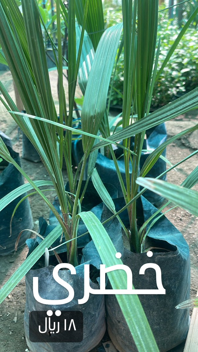 AlbanGarden's tweet photo. https://t.co/sZVcm5ip5N