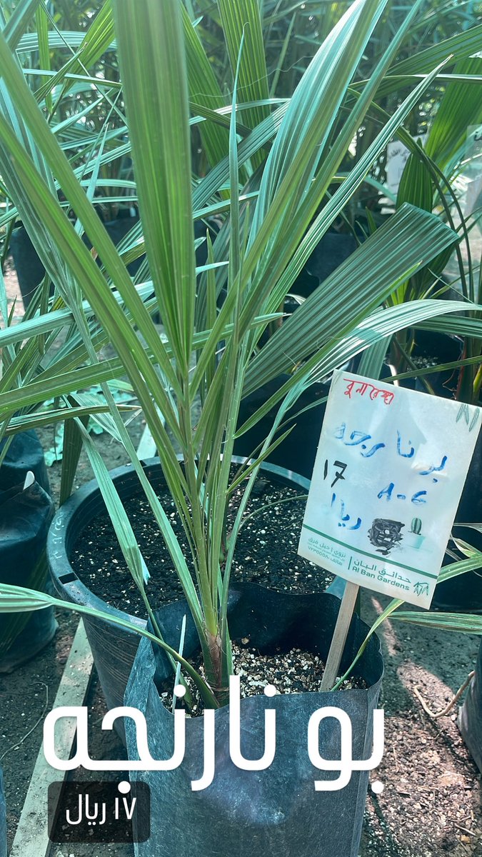 AlbanGarden's tweet photo. https://t.co/sZVcm5ip5N