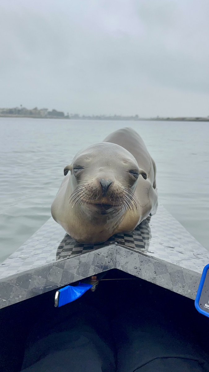 My daughter said the rowers had an adorable hitchhiker this morning. This CA sea lion tried out different boats for size. 💗
