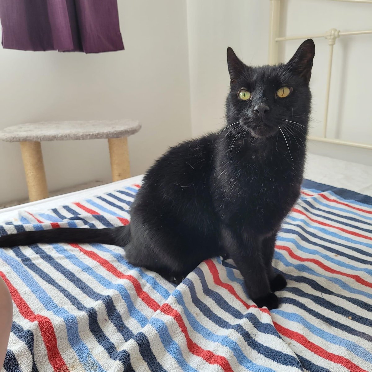 🖤 Adopt Tom 🖤

Senior, hyperthyroid boy Tom is a friendly mini panther looking for his #ForeverHome. He's full of love & joy. If you're ready to provide adopt and are financially comfortable to do so, consider Tom. Visit catcuddles.org.uk/cats/tom

#AdoptDontShop #SeniorCatLove