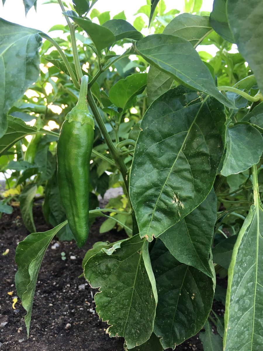 Part two of our Sprouting Sustainability series is now online! 🍅🥒 If you’ve got a green thumb &amp; a penchant for vegetables — but you’re also trying to be a water-saving superhero — this is the article for you. |  water.utah.gov/sprouting-sust…