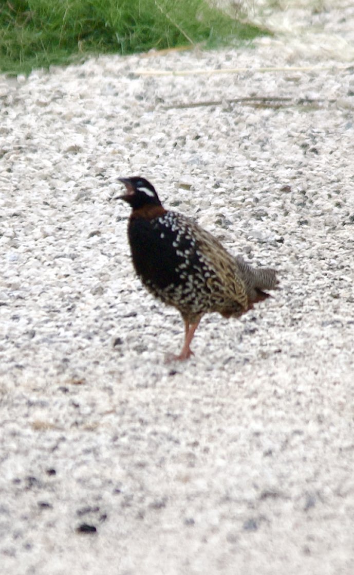 Black francolin - Francolinus francolinus - Turaç 

#birdphotography #birdwatching #BirdsSeenIn2024 #BirdsOfX #nature撮影会 #naturelovers #GardeningX #GardenersWorld #NaturePhotography #naturetherapy #Sigmaライバー #wildlifephotography #nikonphotography #nikonz6ii #hangitür