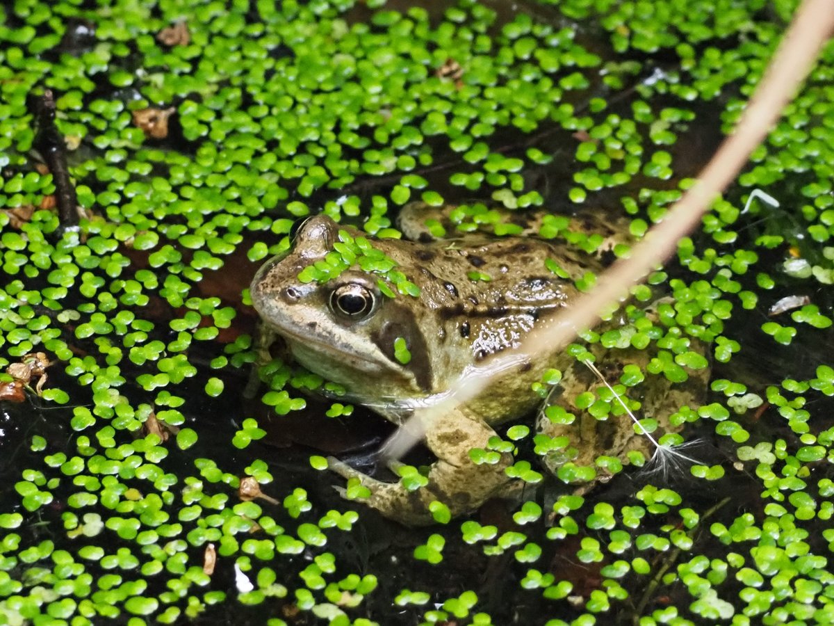 Hello and welcome to our revamped X account! Please give us a follow to see the work we are doing to conserve the #amphibians and #reptiles of Nottinghamshire 🐸

📸: Fraser Dunlop