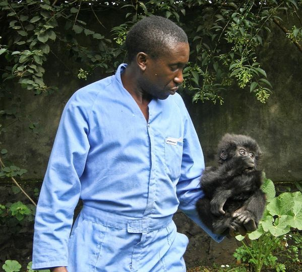 Mary Zientek Sulaiman on X: "Orphaned gorilla spends her final moments  hugging the man who saved her as a baby, She took her final breath in the  loving arms of her caretaker