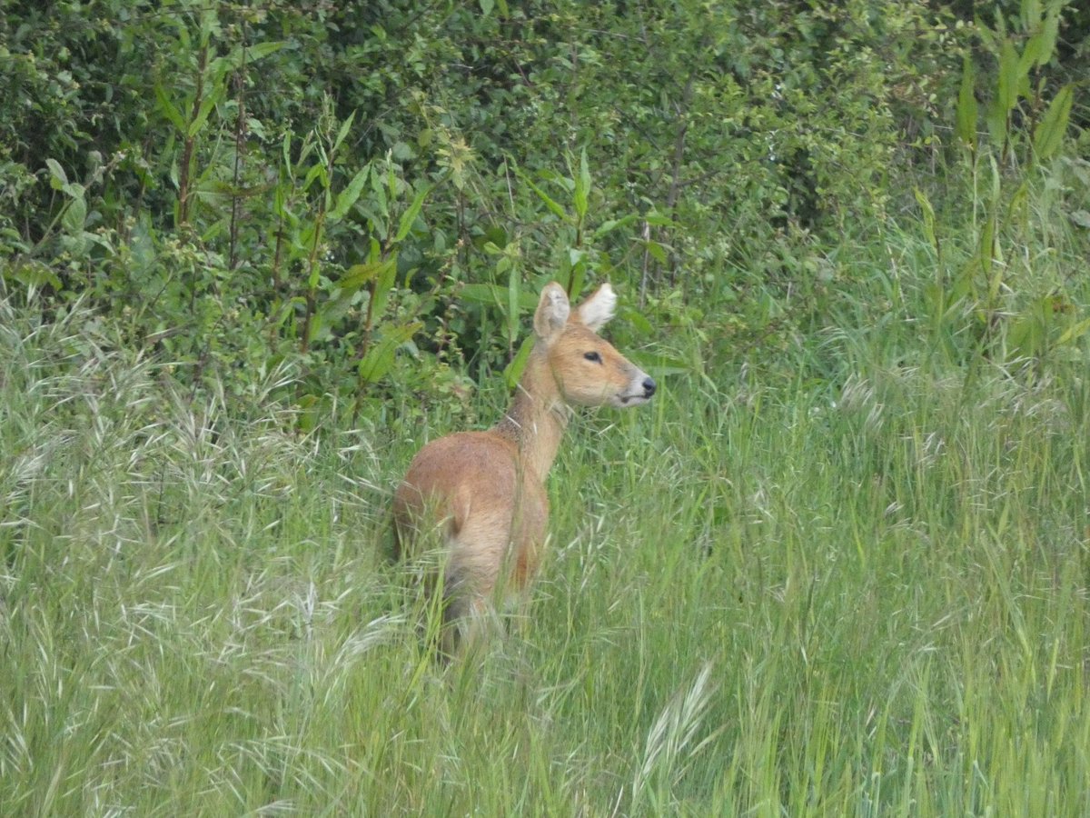 A deer visitor, just beyond the garden fence... Does anyone know which one? @suffolkwildlife @RSPBMinsmere