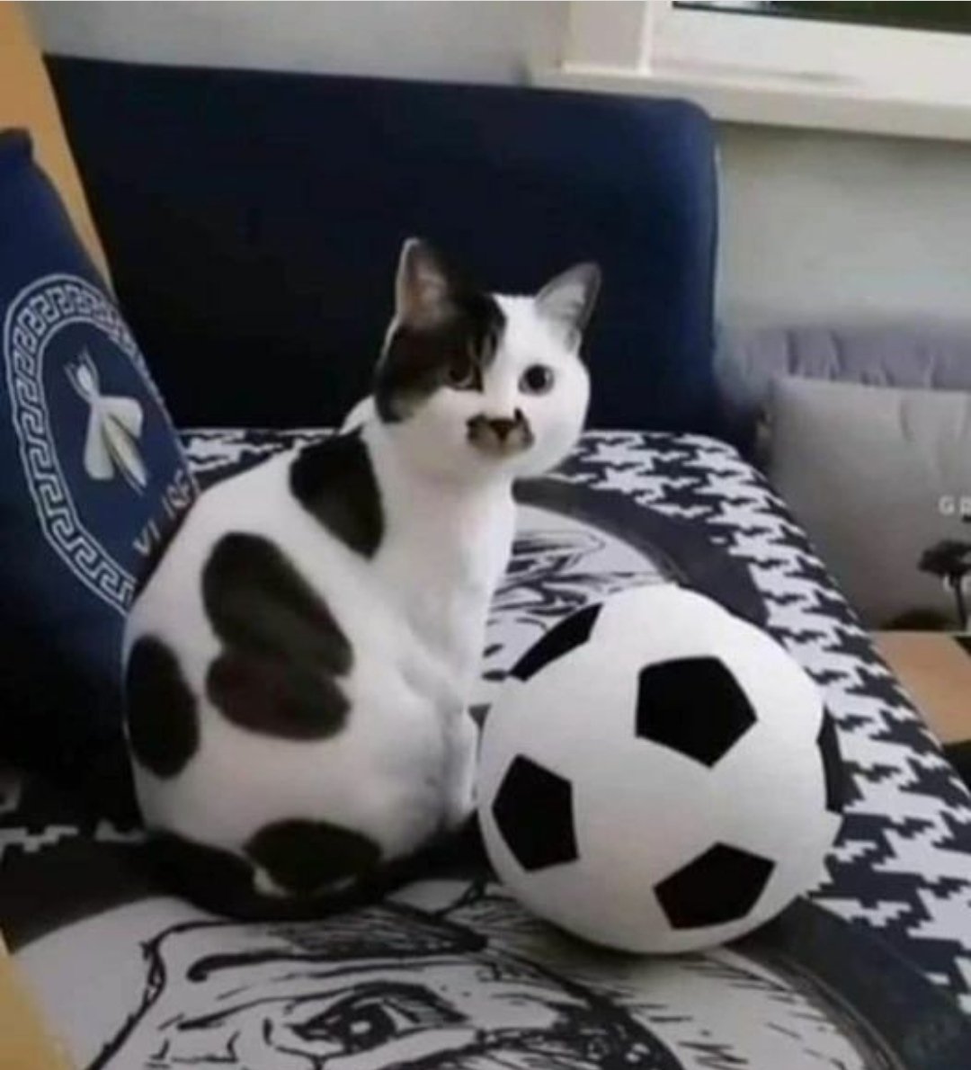 WeAssessCats's tweet photo. ⚽ https://t.co/F7asjshN1t