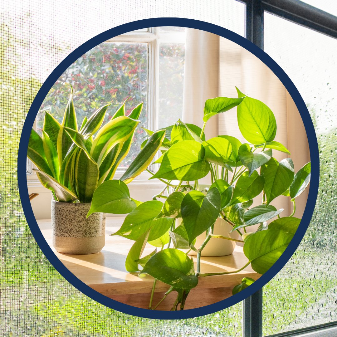 Ritescreenllc's tweet image. You finally made it through the #AprilShowers! Ready to enjoy your #MayFlowers?🌺 With up to a 25% increase in optical clarity, #UltraVue mesh is perfect for boosting the natural light that reaches your house plants!
hubs.ly/Q02wZ4NG0
#WindowScreens #DIY #FreshAir