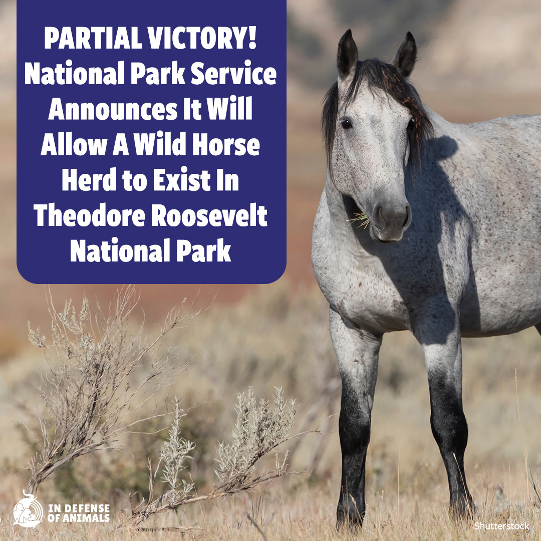 Partial victory! #NPS announces that #WildHorses will continue to inhabit #TheodoreRooseveltNationalPark. While the decision marks progress, it’s necessary to keep a herd of approximately 200 to maintain genetic viability: bit.ly/4btzB5M
Pls RT & bit.ly/4baq4Rt
