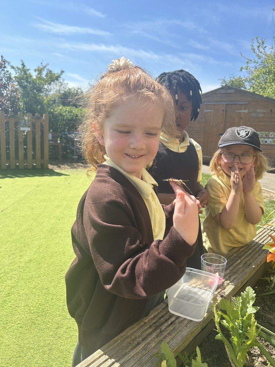 EastfieldPSHull's tweet image. FWK enjoyed setting our class butterflies free this afternoon. It’s been so exciting learning all about the life cycle of butterflies and observing metamorphosis take place in our own classroom! #epsFWK