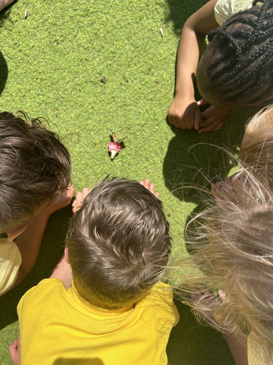 EastfieldPSHull's tweet image. FWK enjoyed setting our class butterflies free this afternoon. It’s been so exciting learning all about the life cycle of butterflies and observing metamorphosis take place in our own classroom! #epsFWK