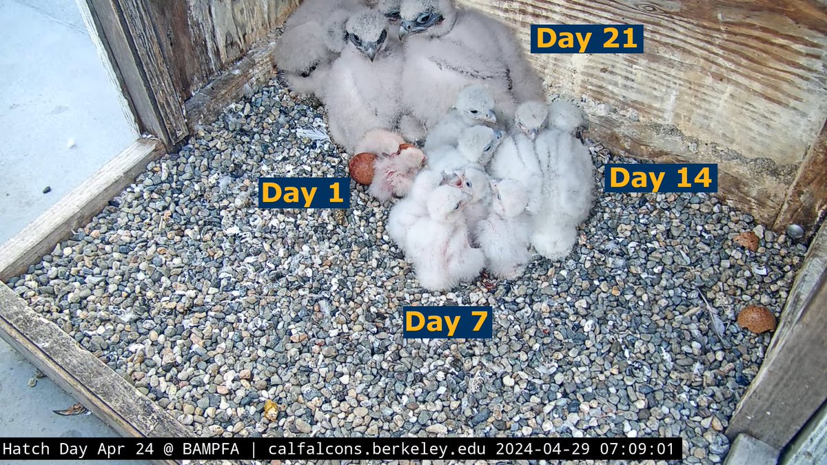 The chicks are now 3 weeks old! Their legs have reached full size and we will be able to determine sex when they are banded this week using this metric. The amount of growth that has occurred in the last week has been truly incredible!