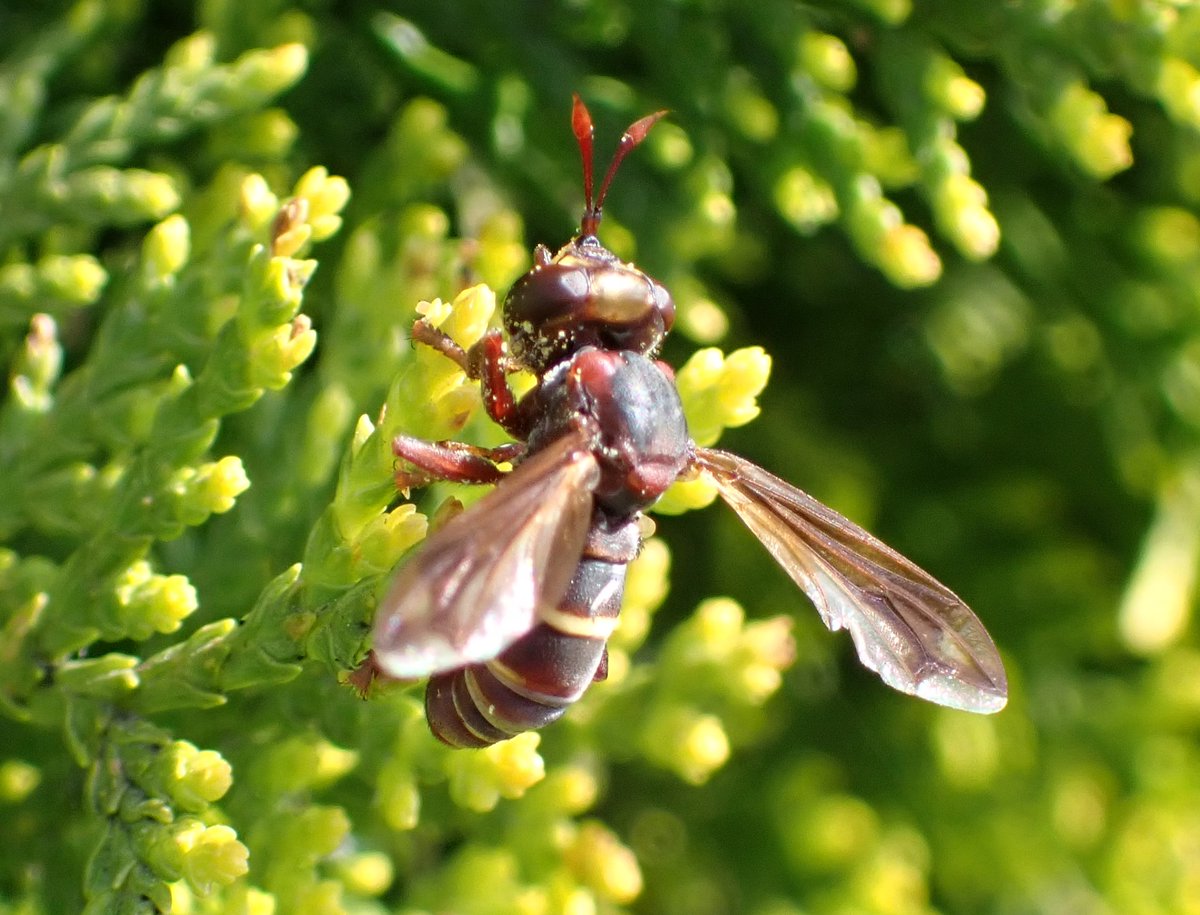 Jeremy managed to find and photograph this lovely Conops vesicularis in the churchyard at Hockering, Norfolk (Hornet seen on the edge of the nearby wood).