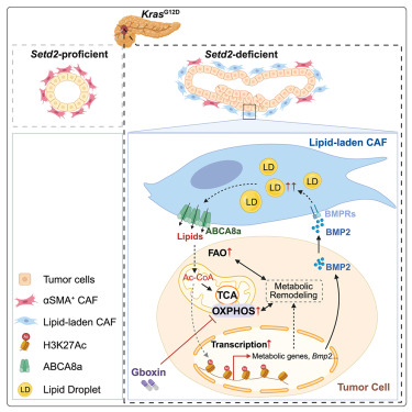Cancer_Cell's tweet photo. Tumor cell-intrinsic epigenetic dysregulation shapes cancer-associated fibroblasts heterogeneity to metabolically support pancreatic cancer https://t.co/40SxAVIDvq https://t.co/x5M3CmTTVj