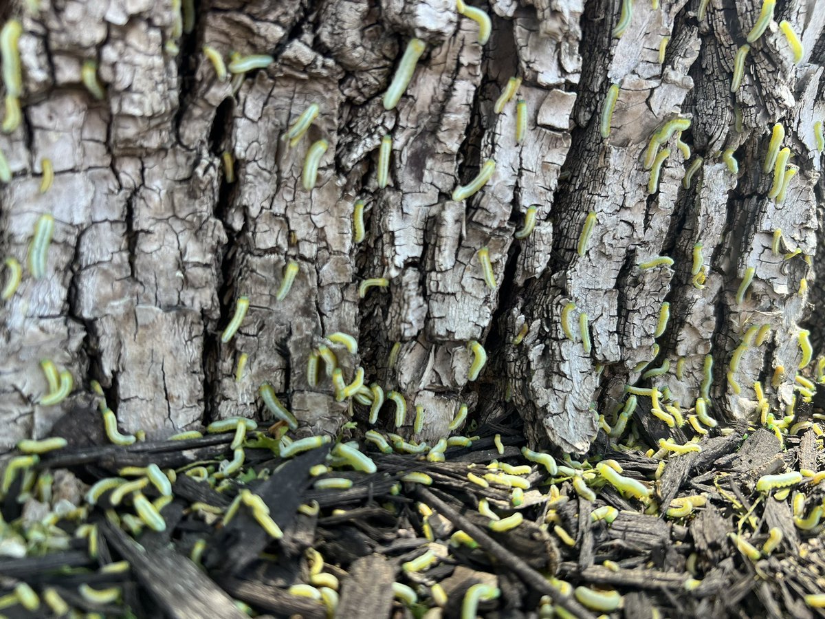 brode182's tweet photo. Holy ash sawfly Batman (a.k.a. @JodyBugsMeUNL)! These critters are out in force!

Since this tree seems otherwise healthy, I would say no reason to be concerned #LeavesAreOverrated 

@BYFUNL @UNLPlantClinic @UNLExtension https://t.co/adKby5tHEE