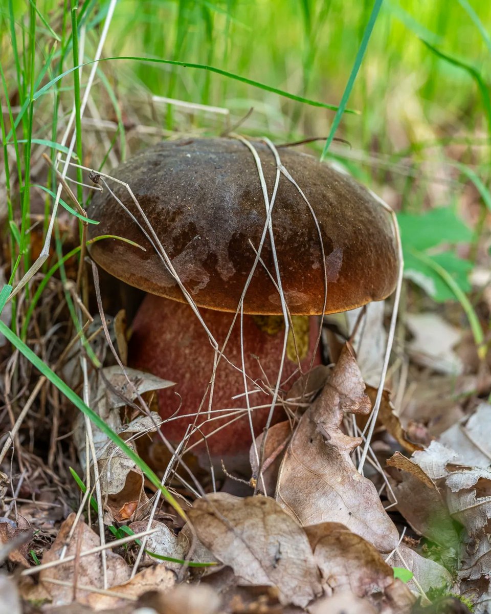 Two of several Saturday finds of this species. It was an unexted quantity and also amazing shapes or colors. Have a nice #MushroomMonday 🙂🍄
🌍 Neoboletus luridiformis
🇬🇧 Scarletina bolete
🇩🇪 Flockenstielige Hexen-Röhrling
🇨🇿 Hřib kovář
🇸🇰 Hríb zrnitohlúbikový
#fungi #mushroom