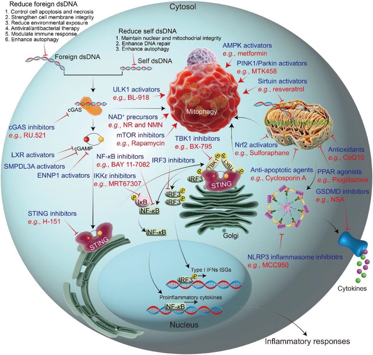 #Mitophagy and cGAS–STING crosstalk in #neuroinflammation
sciencedirect.com/science/articl…