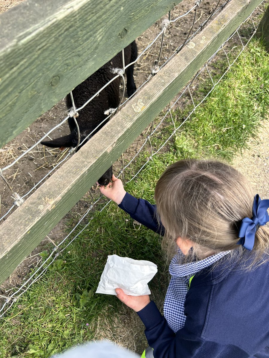 Feeding the animals! We were so brave in letting the animals eat from our hands 😱 @Stonebridgecit1