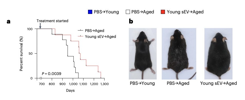 WOW!- sEVs from young plasma reverse aging phenoytpe. nature.com/articles/s4358… youtube.com/watch?v=lTMjmH…