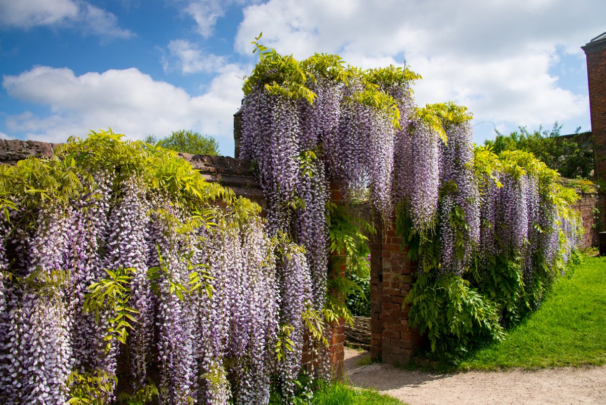 Is this the most enticing garden entrance ever @NTCalkeAbbey?