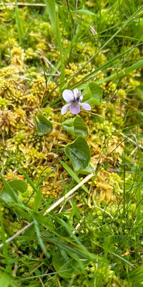 Marsh violet, Co Durham.
