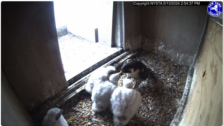 My, how you've grown. 🐥🐥🐥🐥 Falcon Cam: thruway.ny.gov/falcon/