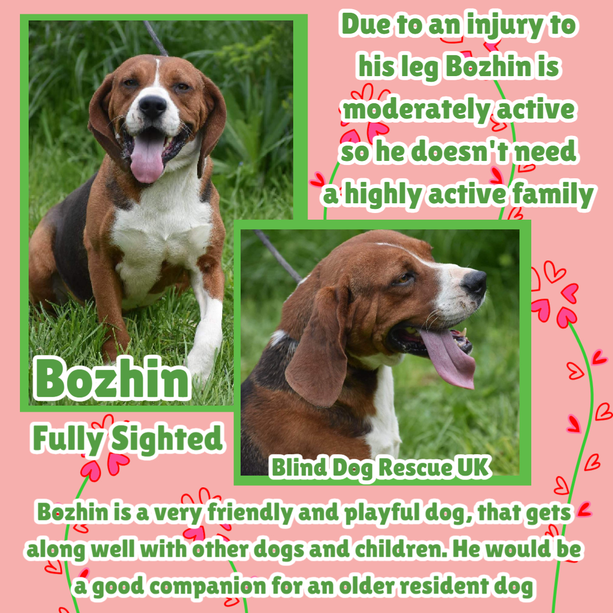 #k9hour This lad is an absolute smasher. 😍 Born in 2020, BOZHIN was found lying on the street with his front paw wrapped up. He was immediately taken to the vet, cleaned, & tested for diseases & other injuries. The x-ray didn’t show any broken bones, but it showed that he had a…