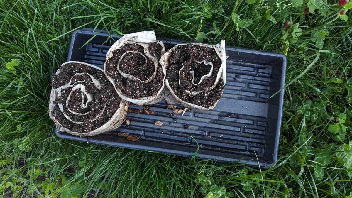 Snail seeding is the process of rolling damp soil in paper towels and planting seeds in them. This gardening method has become popular thanks to TikTok—but does it work any better than traditional methods of seed starting? Link: lifehacker.com/home/tik-tok-s…
